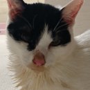 율곡동물병원 | [김천혁신도시 동물병원] 율곡 동물병원 추천해요! 갈때마다 감동,,,