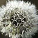 아침이슬 이미지