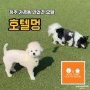 호텔멍 | 청주 가경동 호텔멍, 믿고 맡길 수 있는 반려견 호텔