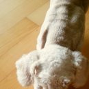 개털깎는집 이미지