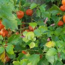 구름뜰농장 이미지