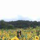 산동초등학교 | [구미]산동해바라기축제 늦은 후기 / 구미해바라기축제 / 대구근교나들이