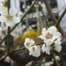 복숭아꽃살구꽃 이미지