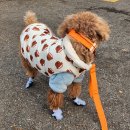 팔레트멍 이미지