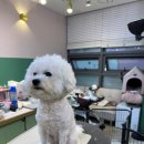 더 도도하개 이미지