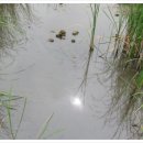 경안천습지생태공원 이미지