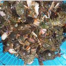 보령민박 이미지