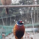 농장이야기 이미지