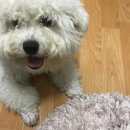 광진구 애견미용, 원더펫에서 비숑프리제 미용했어용♥