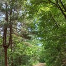 파주 애룡저수지 숲길걷기(5월19일,금) 이미지