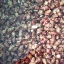 광수농장2 이미지