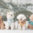 펫프렌즈동물병원 이미지