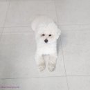 시흥24시센트럴동물의료센터 이미지