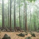 치유의숲 이미지