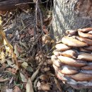 자연산 느타리버섯,싸리버섯. 벌나무(산천목) 이미지