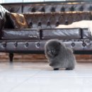 블루퍼피 이미지