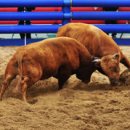 여성이 장수하는 이유 이미지