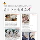 대한메디칼케어 | 당진고양이분양 먼치킨 야옹이