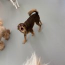 또리와 아로 | [9월 1주차] 저숭라라갈테야테야