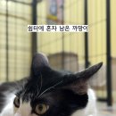 까망이 이미지