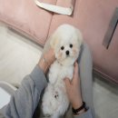 럽댕 강아지분양 | 대구미니비숑분양 럽댕, 강아지 분양의 새로운 시작을 제안합니다