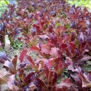 고령농장 이미지