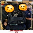 예쁘댕냥 이미지