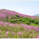 제293차 보성 일림산[日林山]철쭉꽃~녹차밭 이미지