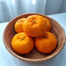 구정농장 | 설 선물 실패 없는 선물용 감귤: 제주 윈터프린스 프리미엄 감귤(중과/대과 3kg/5kg)