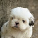 황제 동물병원 이미지