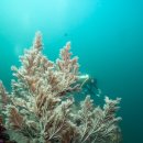 대정길 | [공지] 제주 갈치투어 | 범섬·문섬·섶섬 10탱크 풀코스 후기 (1편)