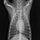 땅콩 동물병원 이미지