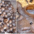 호주 고유 식생과 진화적 고립이 만든 차별성… 호주 토종 무침벌 프로폴리스의 화학적 특성 - 전자신문﻿ 이미지