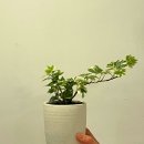 디소이포헤