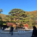 숲 | 가을 단풍 보러 다녀온 화담숲 데이트 후기