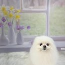 화사하개 이미지