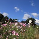 호수정감 이미지