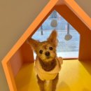 부천애견호텔 멍미텔 이미지