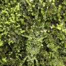 위장술의 달인 동물들 이미지