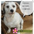 탑고을바라기 이미지