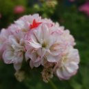 oh.<b>바비</b><b>코코</b>