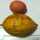 하늘타리 이미지