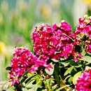 스프링 플라워 이미지