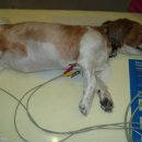 동아동물병원 이미지