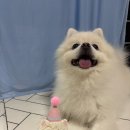 히피(HEEPY) | 중랑구 애견간식집 히피 HEEPY 강아지케이크 주문후기 내돈내산