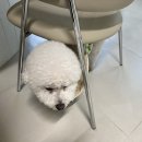 순수배곧화이트점 이미지