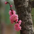 경춘선숲길공원 | 경춘선 숲길공원의 홍매화