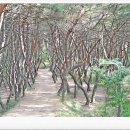 [추석여행 경주] 신라 불교예술의 전성기~!!! &#34;경주 경덕왕릉&#34;