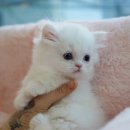 강남 고양이 분양 냥블리 이미지