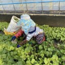 2. 노동 이동의 경제학: 로이 모델(Roy&#39;s Model) 이미지